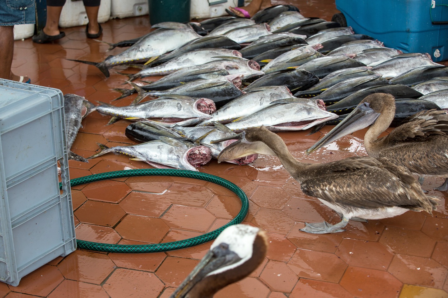 Fischmarkt Puerto Ayora